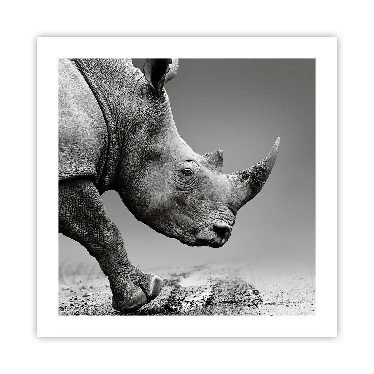 Póster - Fuerza imparable - 50x50 cm