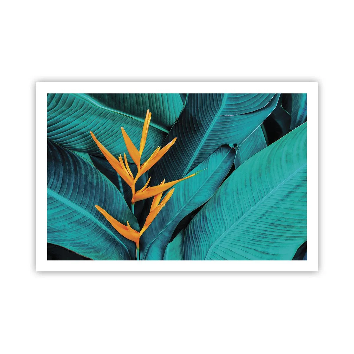 Póster - Flor del Edén - 91x61 cm