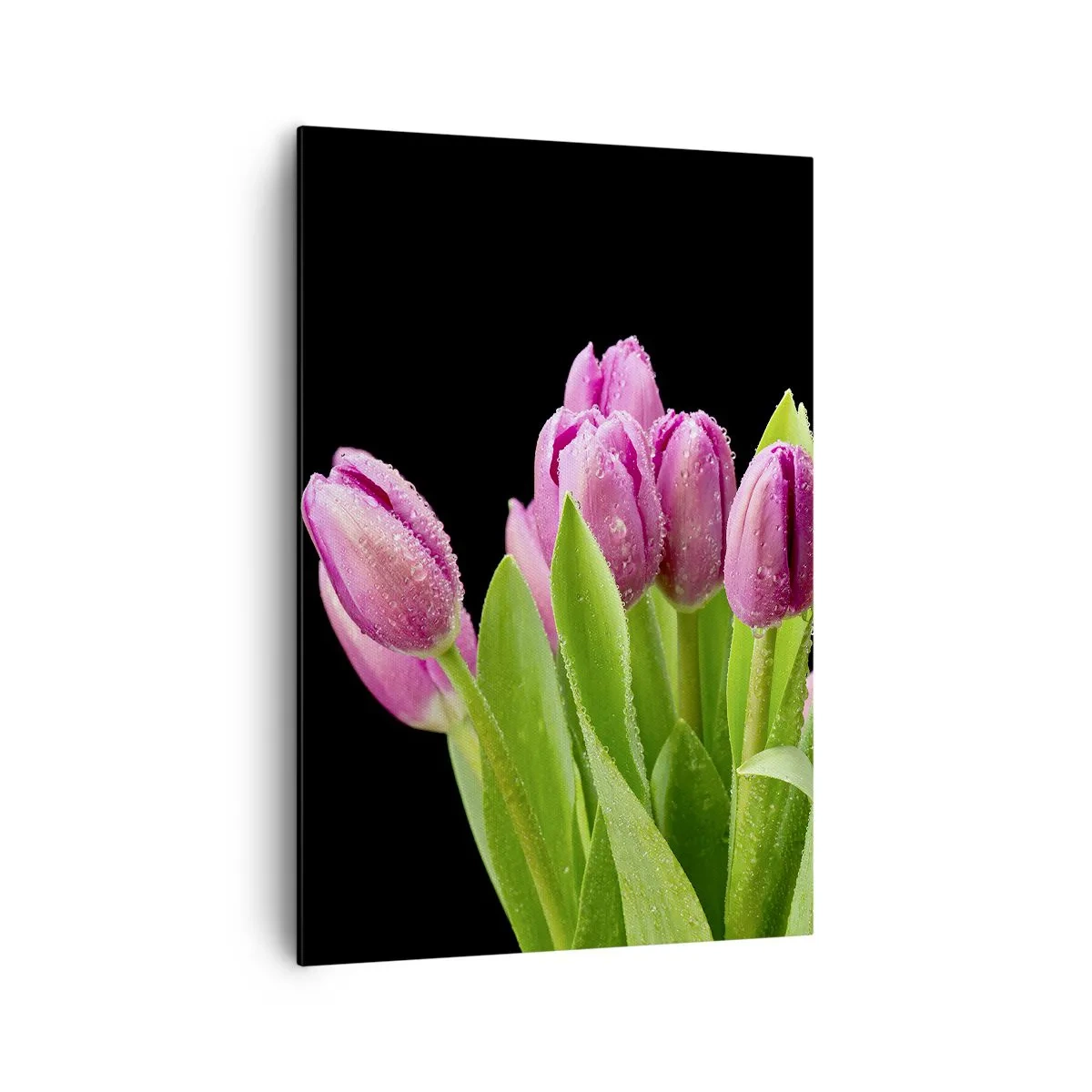 Cuadro sobre lienzo - Impresión de Imagen - Tulipanes rosados con gotas de rocío sobre un fondo negro - 70x100cm - La alegría de la primavera - Decoración de pared moderna para salón y dormitorio ARTTOR