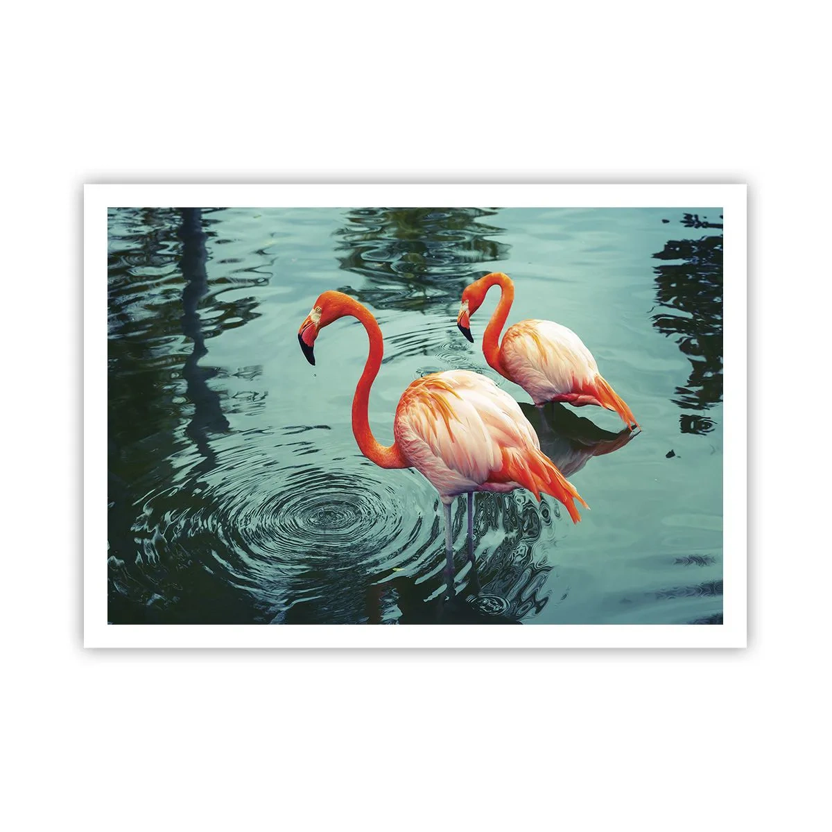 Póster - Dos flamencos en el agua tranquila reflejando su entorno. - 100x70cm - Estamos de moda - Decoración de pared moderna para salón y dormitorio ARTTOR