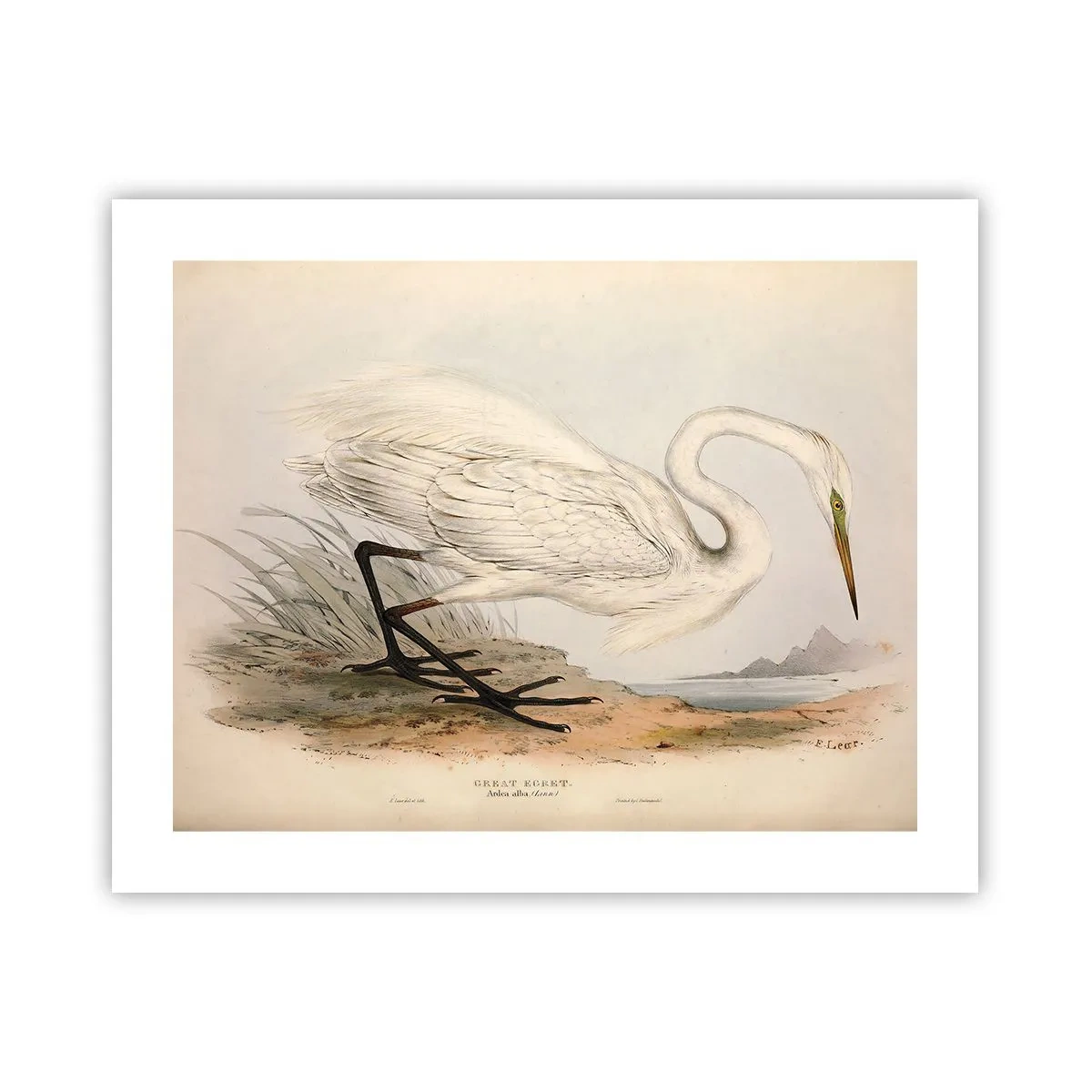 Póster - Dama de los juncos - 50x40 cm
