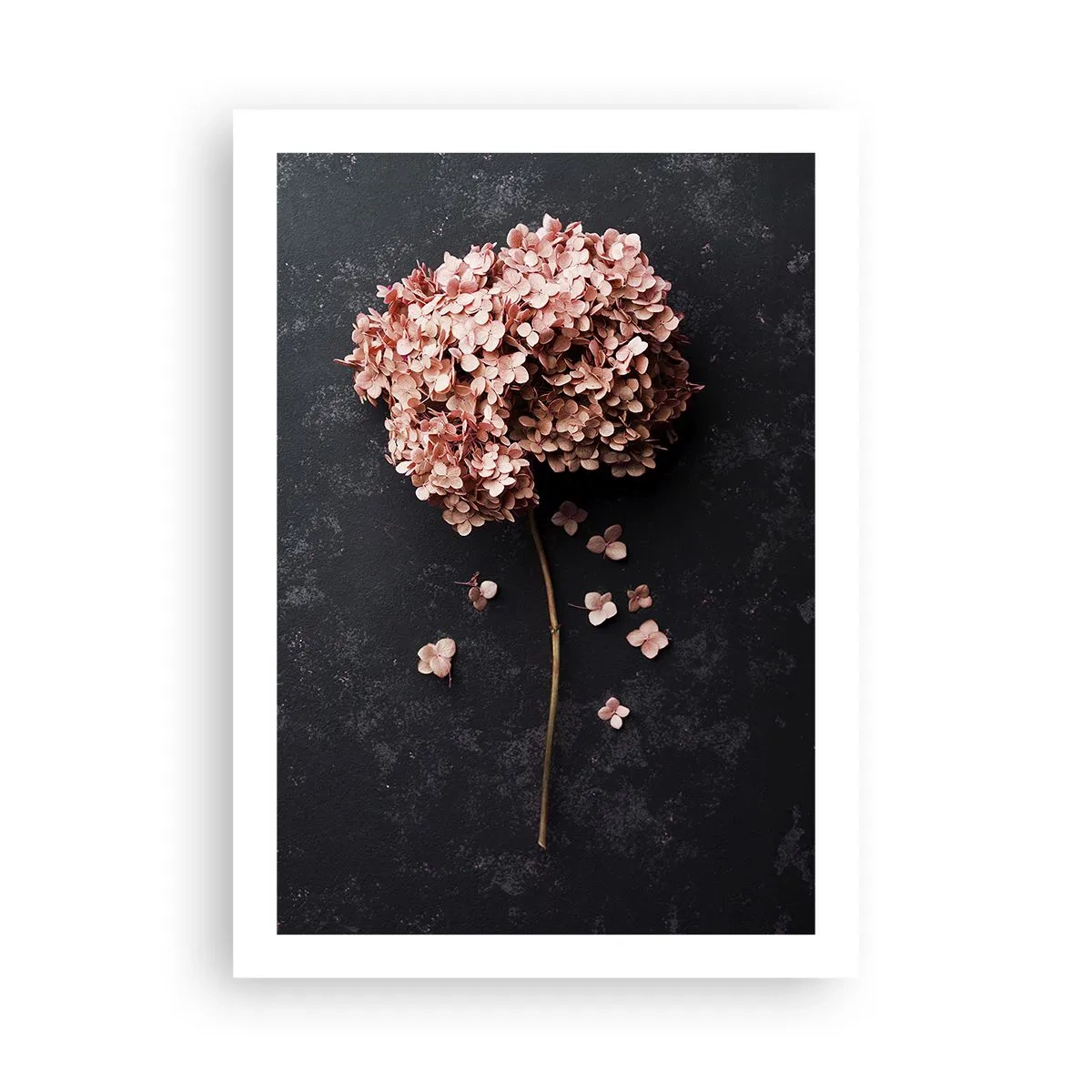 Póster - Hortensia seca sobre fondo negro - 50x70cm - Un signo verdaderamente romántico - Decoración de pared moderna para salón y dormitorio ARTTOR