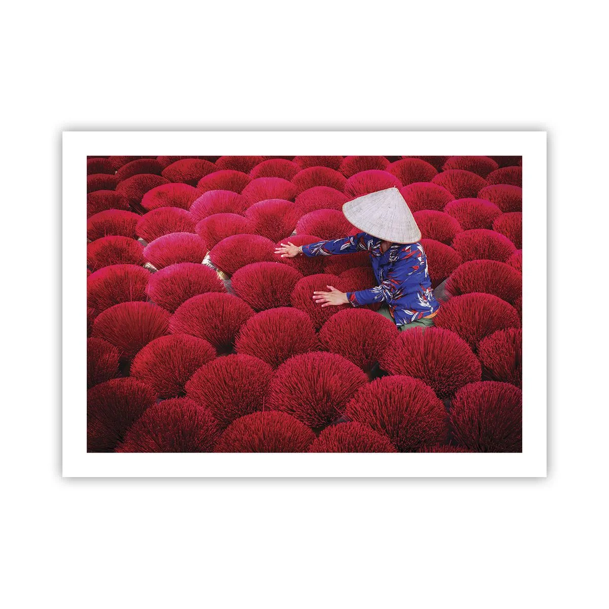 Póster - En un campo de arroz - 70x50 cm