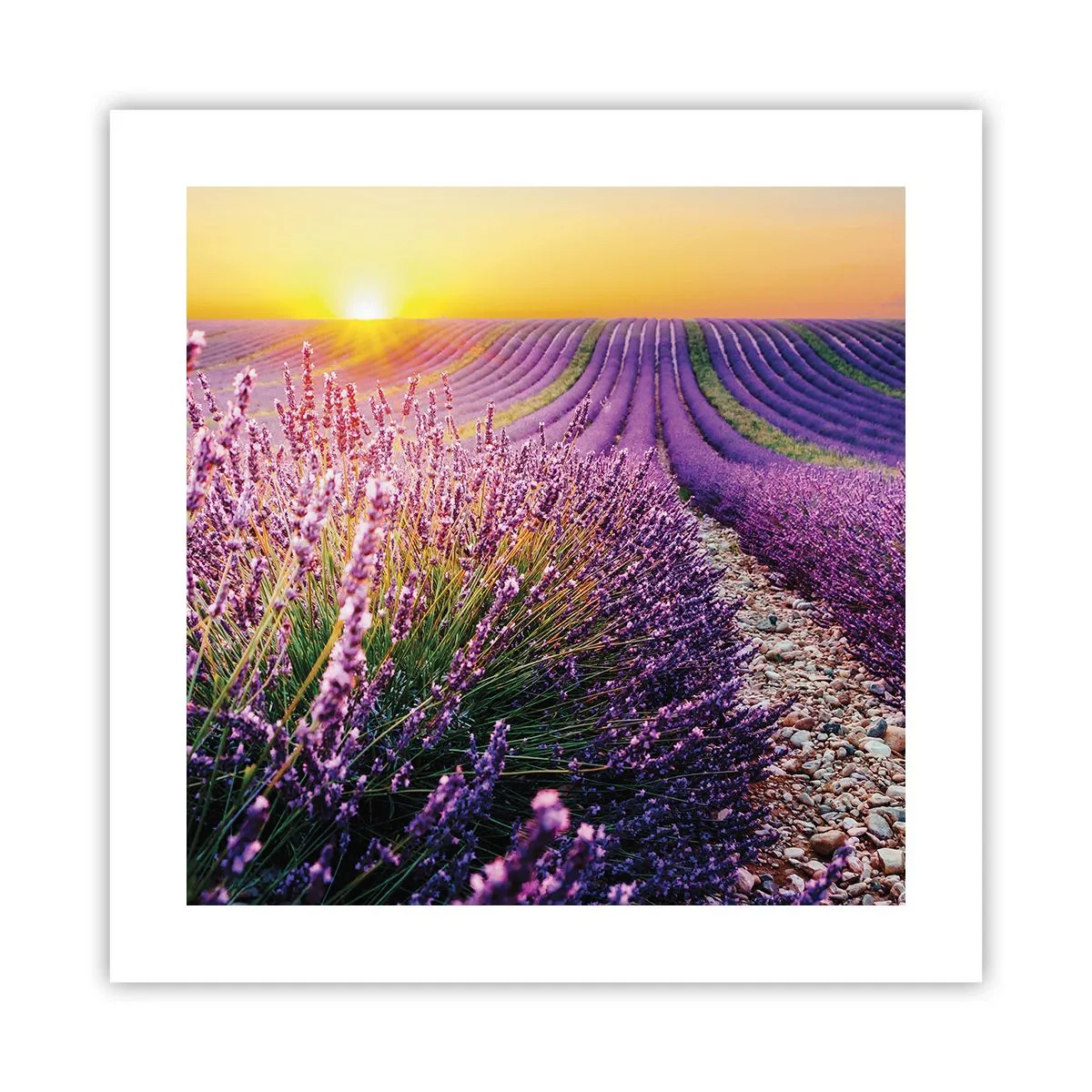 Póster - Pradera fragante - 40x40 cm