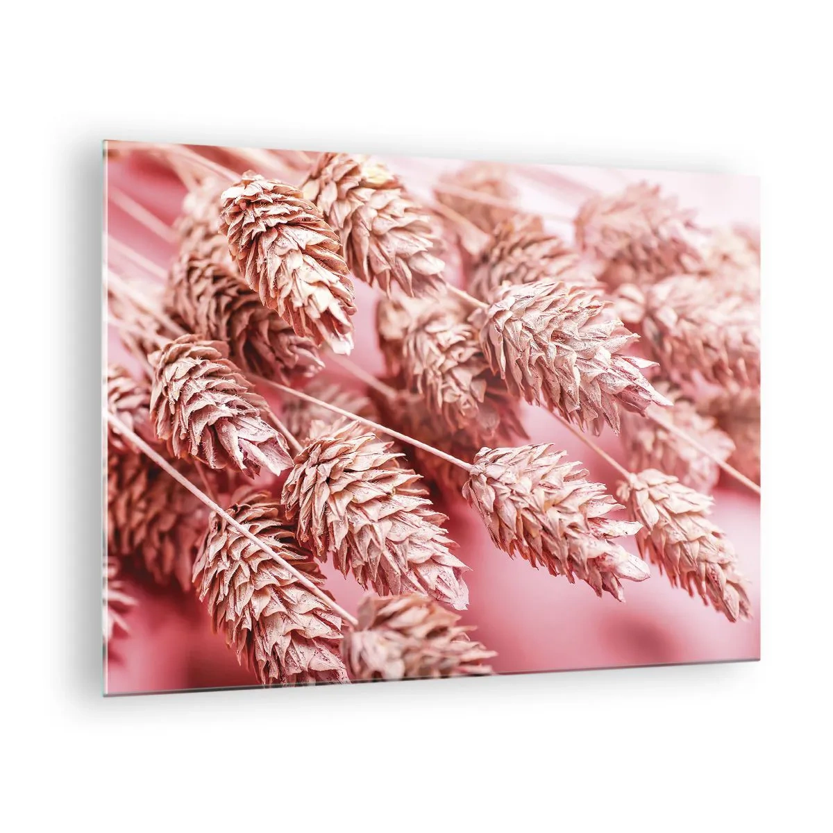 Cuadro sobre vidrio - Impresiones sobre Vidrio - Mazorcas de maíz secas en tonos rosa sobre un fondo pastel. - 70x50cm - Estructura floral en rosa - Decoración de pared moderna para salón y dormitorio ARTTOR