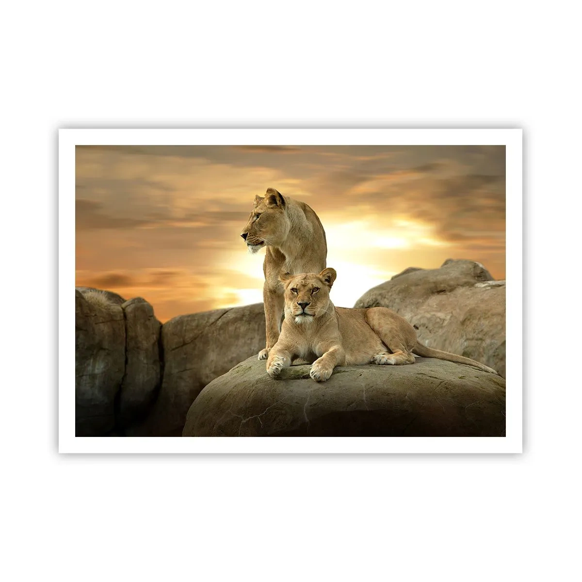 Póster - Dos leonas descansando sobre una roca durante la puesta de sol - 100x70cm - Majestuosidad real - Decoración de pared moderna para salón y dormitorio ARTTOR