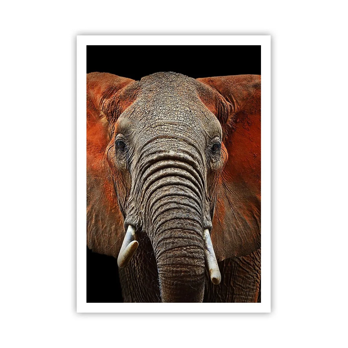 Póster - Soy salvaje, ¿y tú? - 70x100 cm