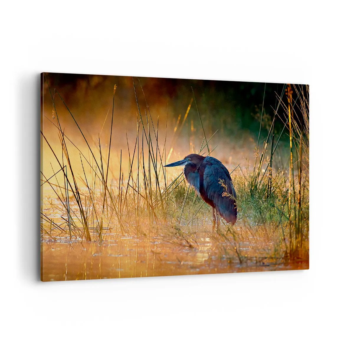 Cuadro sobre lienzo - Impresión de Imagen - Una garza en los humedales al atardecer entre hierbas altas. - 100x70cm - Dame un respiro con estas fotos - Decoración de pared moderna para salón y dormitorio ARTTOR