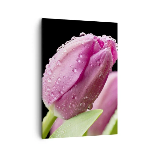 Cuadro sobre lienzo - Impresión de Imagen - Tulipán rosa con gotas de agua sobre fondo negro - 50x70cm - Un sueño de lilas en el rocío - Decoración de pared moderna para salón y dormitorio ARTTOR