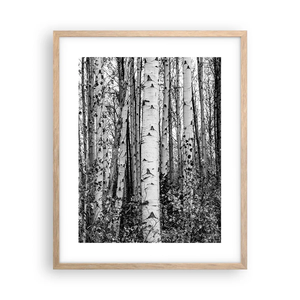 Póster en marco roble claro - Columnas de abedules - 40x50 cm