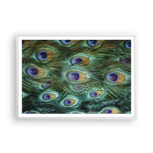 Póster en marco blanco - Mirada de pavo real - 100x70 cm