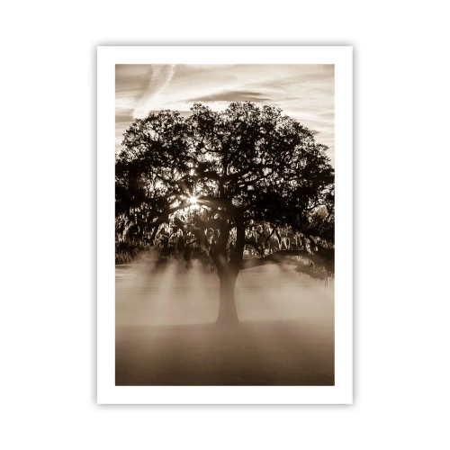 Póster - Árbol en la niebla con rayos de luz. - 50x70cm - Un árbol de buenas noticias - Decoración de pared moderna para salón y dormitorio ARTTOR