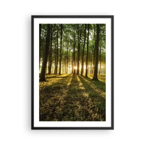 Póster en marco negro - Un bosque iluminado por los rayos del sol poniente. - 50x70cm - Una fotografía de todos los manantiales - Decoración de pared moderna para salón y dormitorio ARTTOR