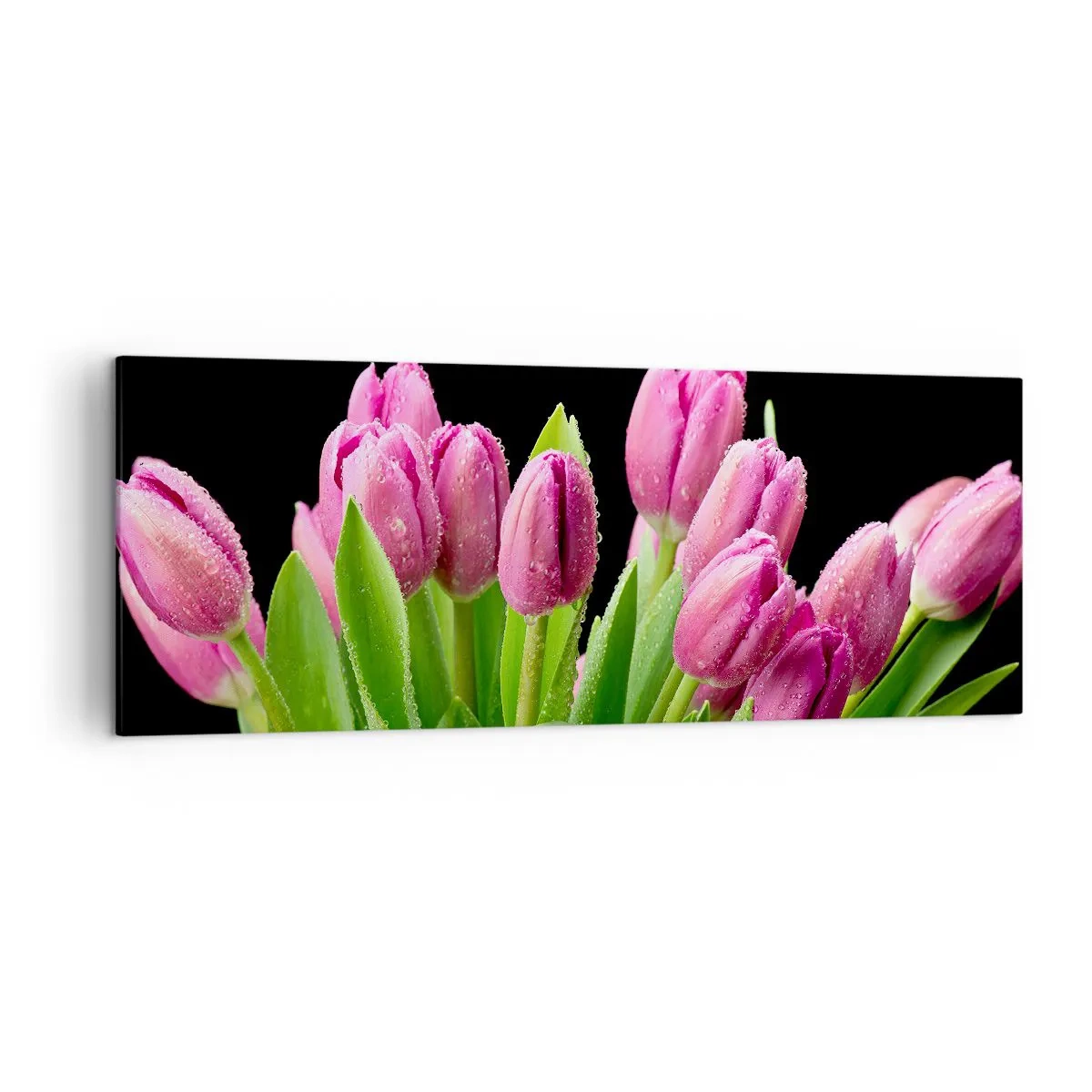 Cuadro sobre lienzo - Impresión de Imagen - Tulipanes rosados con gotas de rocío sobre un fondo negro - 140x50cm - La alegría de la primavera - Decoración de pared moderna para salón y dormitorio ARTTOR