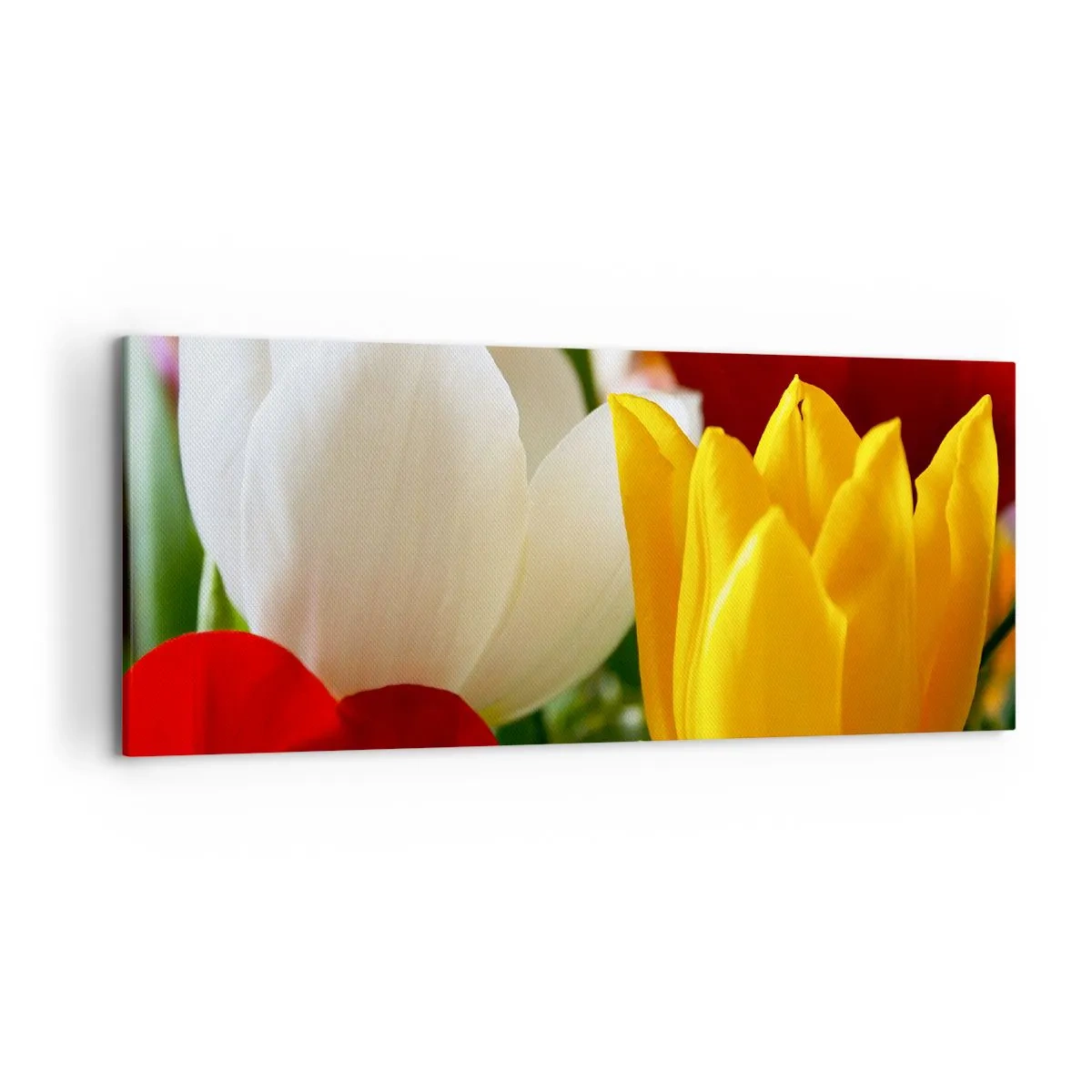Cuadro sobre lienzo - Impresión de Imagen - Primer plano de tulipanes coloridos sobre un fondo primaveral - 120x50cm - Fiebre del tulipán - Decoración de pared moderna para salón y dormitorio ARTTOR