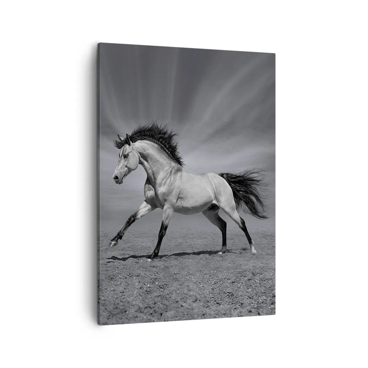 Cuadro sobre lienzo - Impresión de Imagen - Un caballo blanco y negro en una pose dinámica en el desierto. - 50x70cm - Nacido para deleitar - Decoración de pared moderna para salón y dormitorio ARTTOR