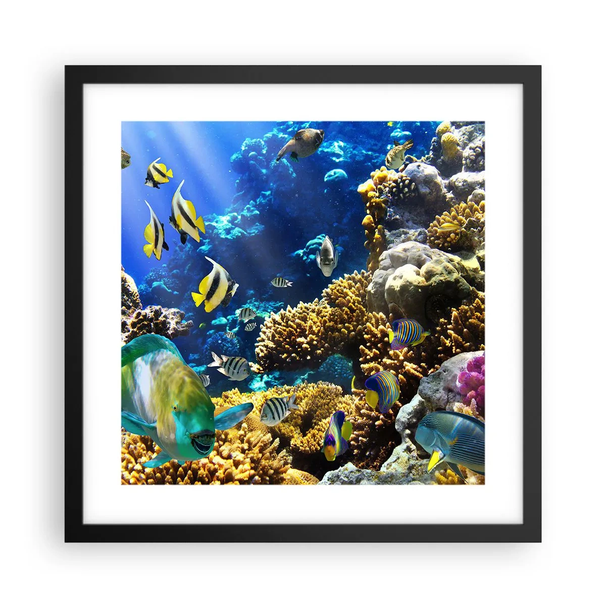 Póster en marco negro - Vacaciones submarinas - 40x40 cm