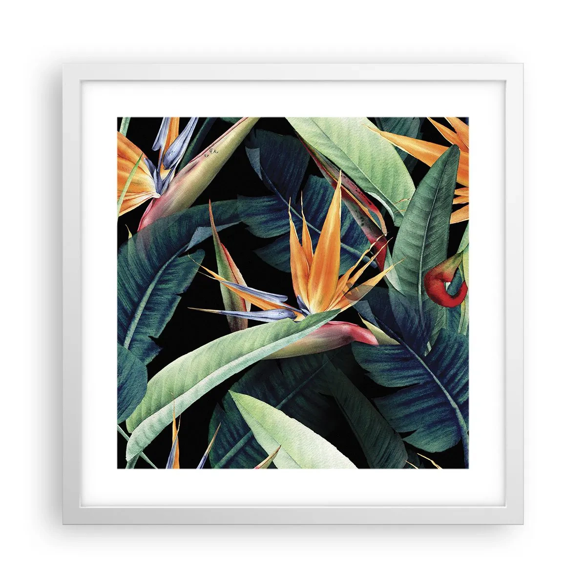 Póster en marco blanco - Flores de llamas de los trópicos - 40x40 cm