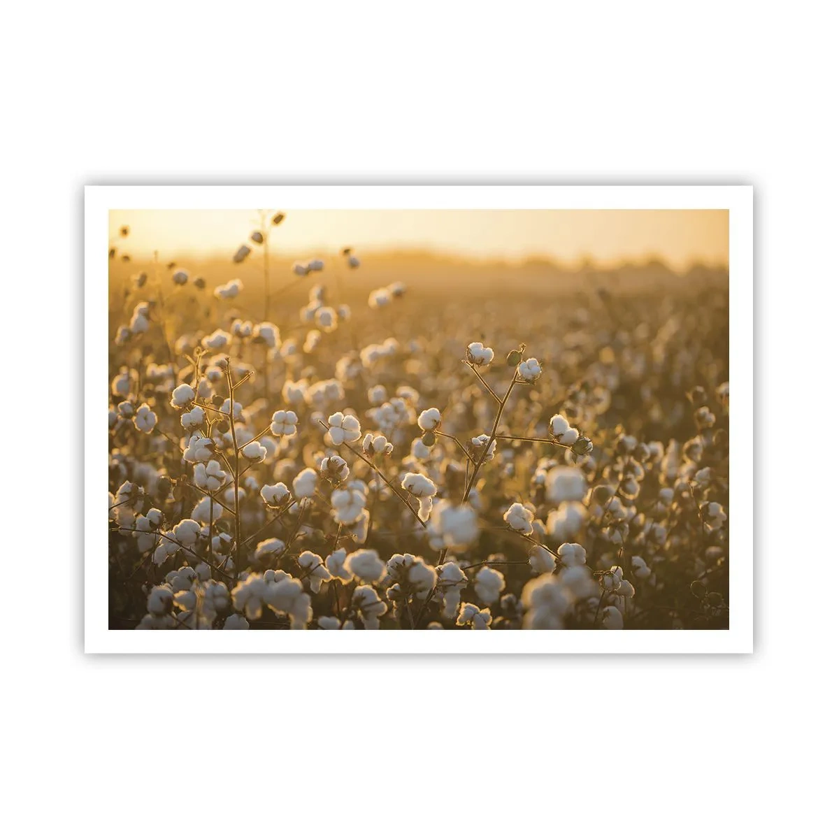 Póster - Un campo de algodón bajo la cálida luz del sol poniente. - 100x70cm - Un campo esponjoso - Decoración de pared moderna para salón y dormitorio ARTTOR