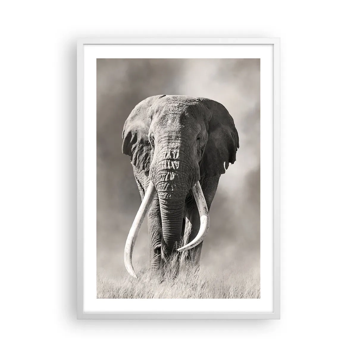 Póster en marco blanco - Patriarca africano - 50x70 cm