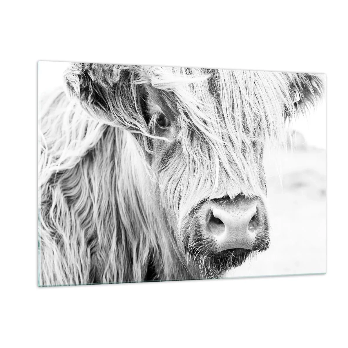 Cuadro sobre vidrio - Impresiones sobre Vidrio - Primer plano de un ganado escocés de pelo largo en blanco y negro - 120x80cm - La naturaleza escocesa - Decoración de pared moderna para salón y dormitorio ARTTOR