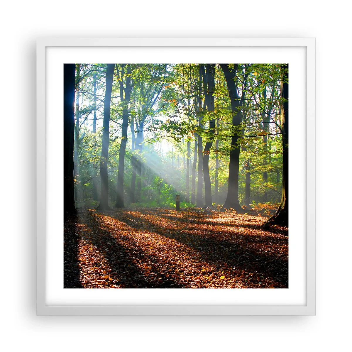 Póster en marco blanco - Resplandores y sombras - 50x50 cm