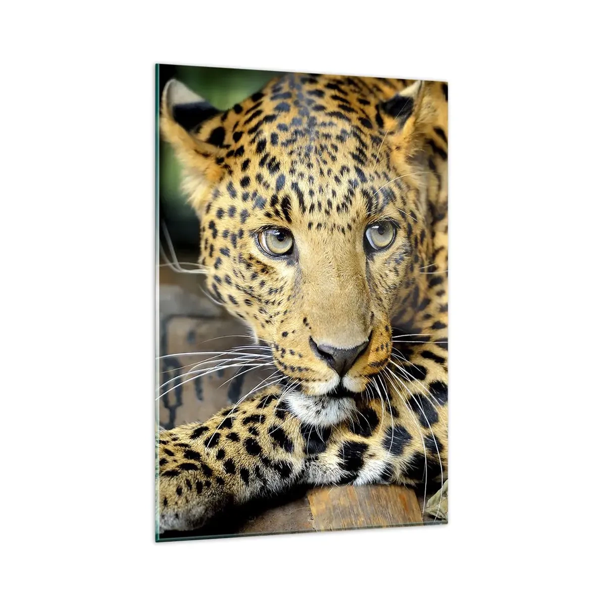 Cuadro sobre vidrio - Impresiones sobre Vidrio - Retrato de un leopardo en su entorno natural. - 80x120cm - No tengas miedo, vamos - Decoración de pared moderna para salón y dormitorio ARTTOR