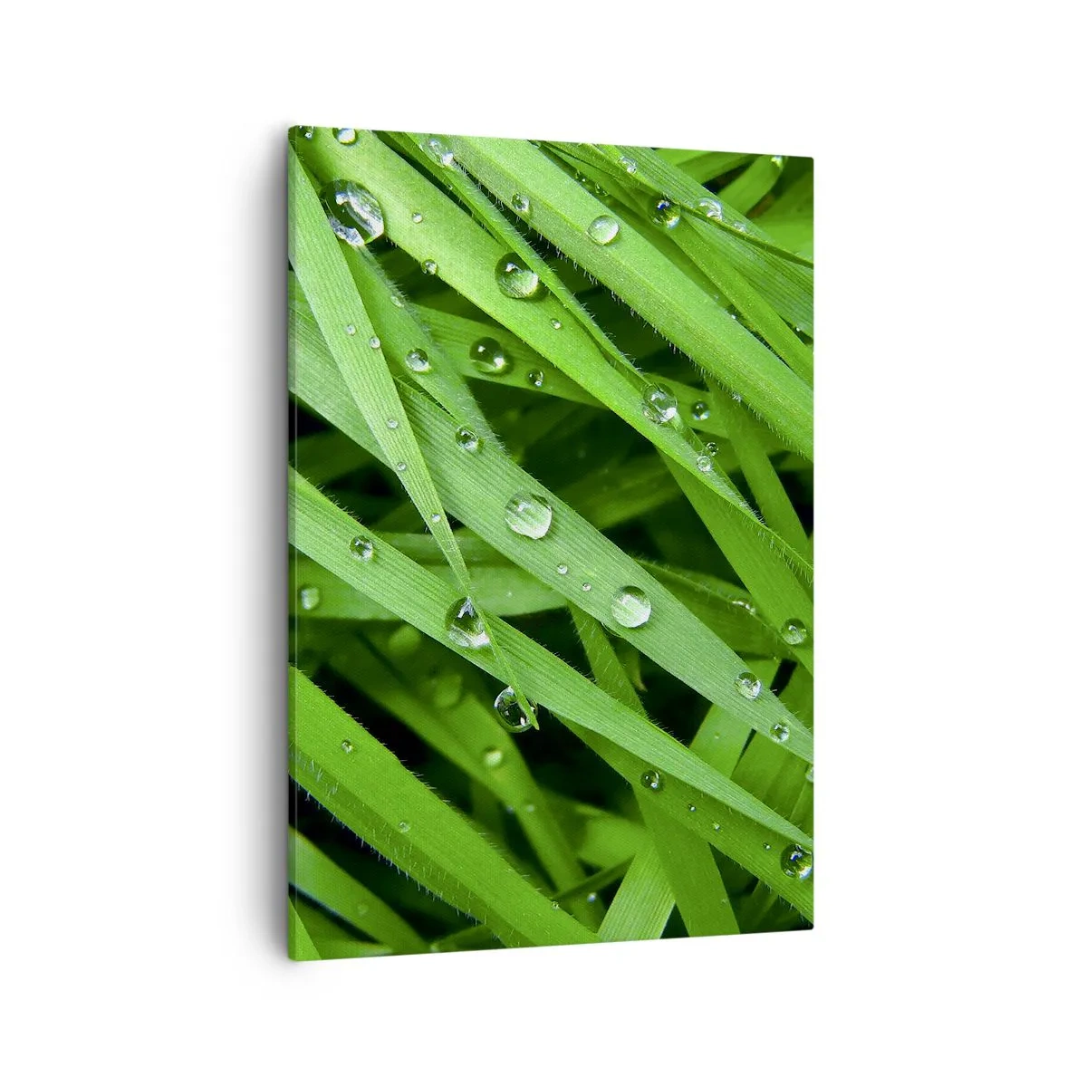 Cuadro sobre lienzo - Impresión de Imagen - Primer plano de hojas verdes de hierba con gotas de rocío - 50x70cm - Jugar al verde - Decoración de pared moderna para salón y dormitorio ARTTOR