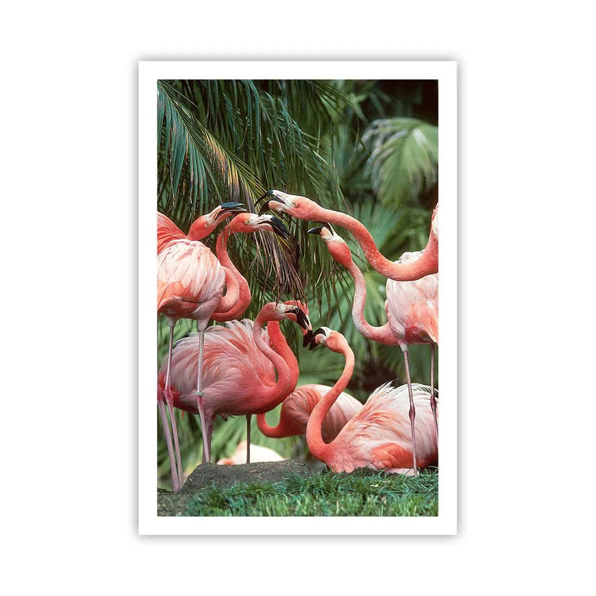 Póster - Cotilleos de la tarde - 61x91 cm