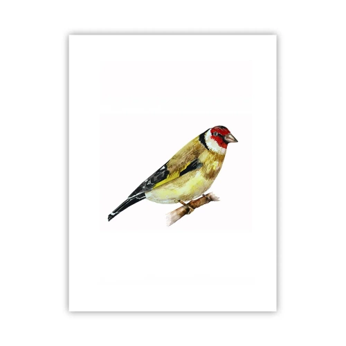 Póster - Retrato de pájaro - 30x40 cm