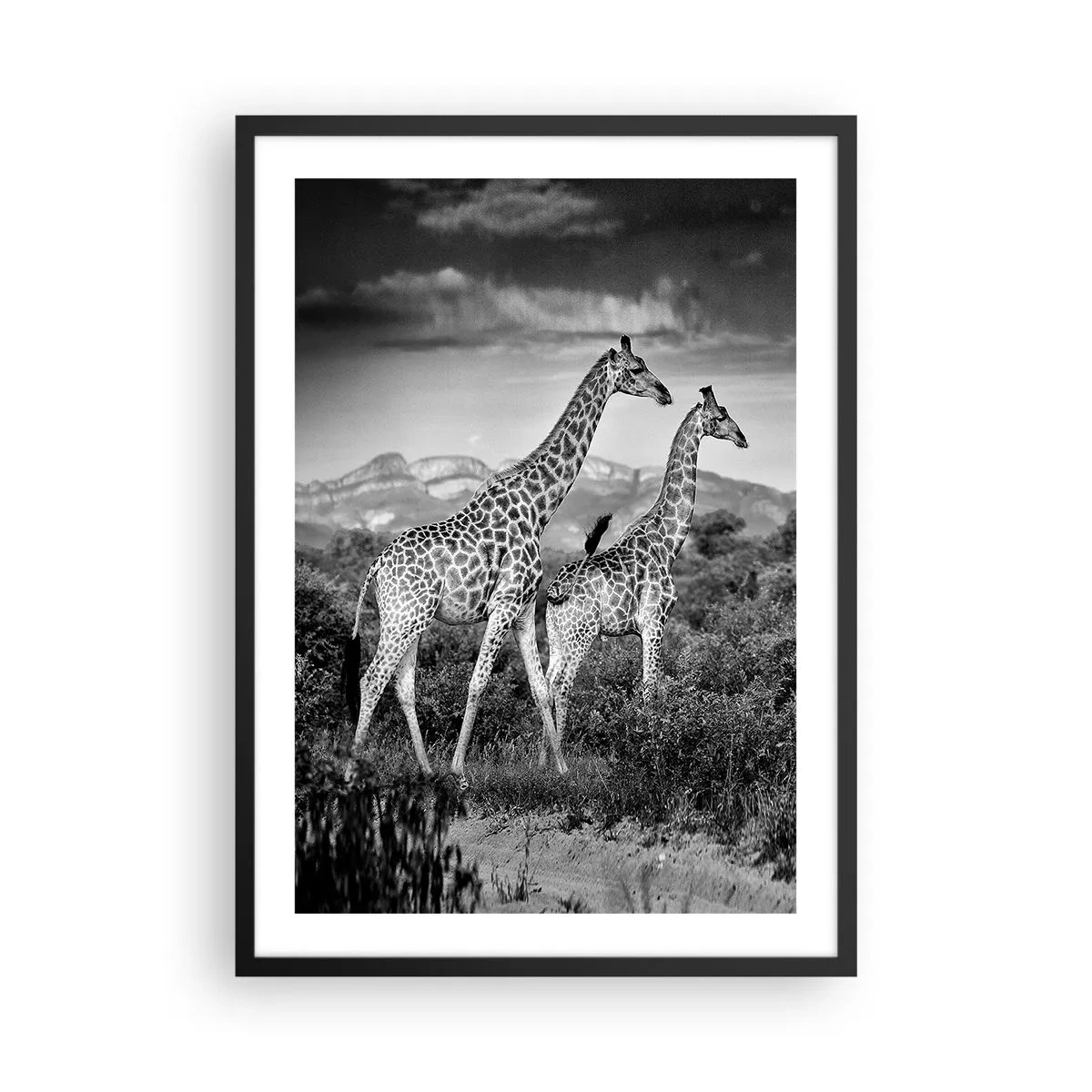 Póster en marco negro - Retrato en blanco y negro de jirafas sobre un fondo de paisaje africano. - 50x70cm - La clase alta de África - Decoración de pared moderna para salón y dormitorio ARTTOR