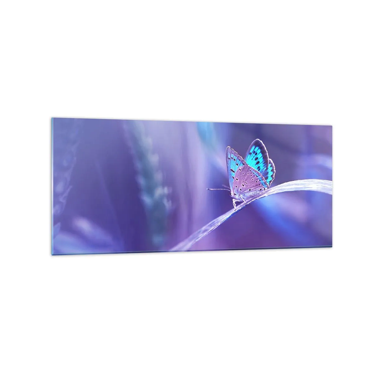 Cuadro sobre vidrio - Impresiones sobre Vidrio - Una delicada mariposa azul sobre un tallo en luz violeta. - 120x50cm - Una joya de la naturaleza - Decoración de pared moderna para salón y dormitorio ARTTOR