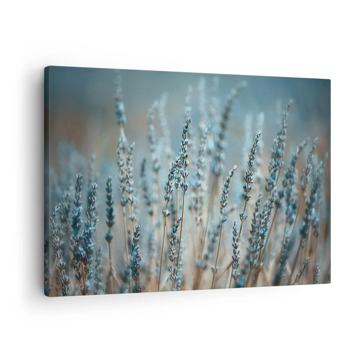 Cuadro sobre lienzo - Impresión de Imagen - Lavanda en el campo en sutiles tonos pastel. - 70x50cm - Fragante pasto - Decoración de pared moderna para salón y dormitorio ARTTOR