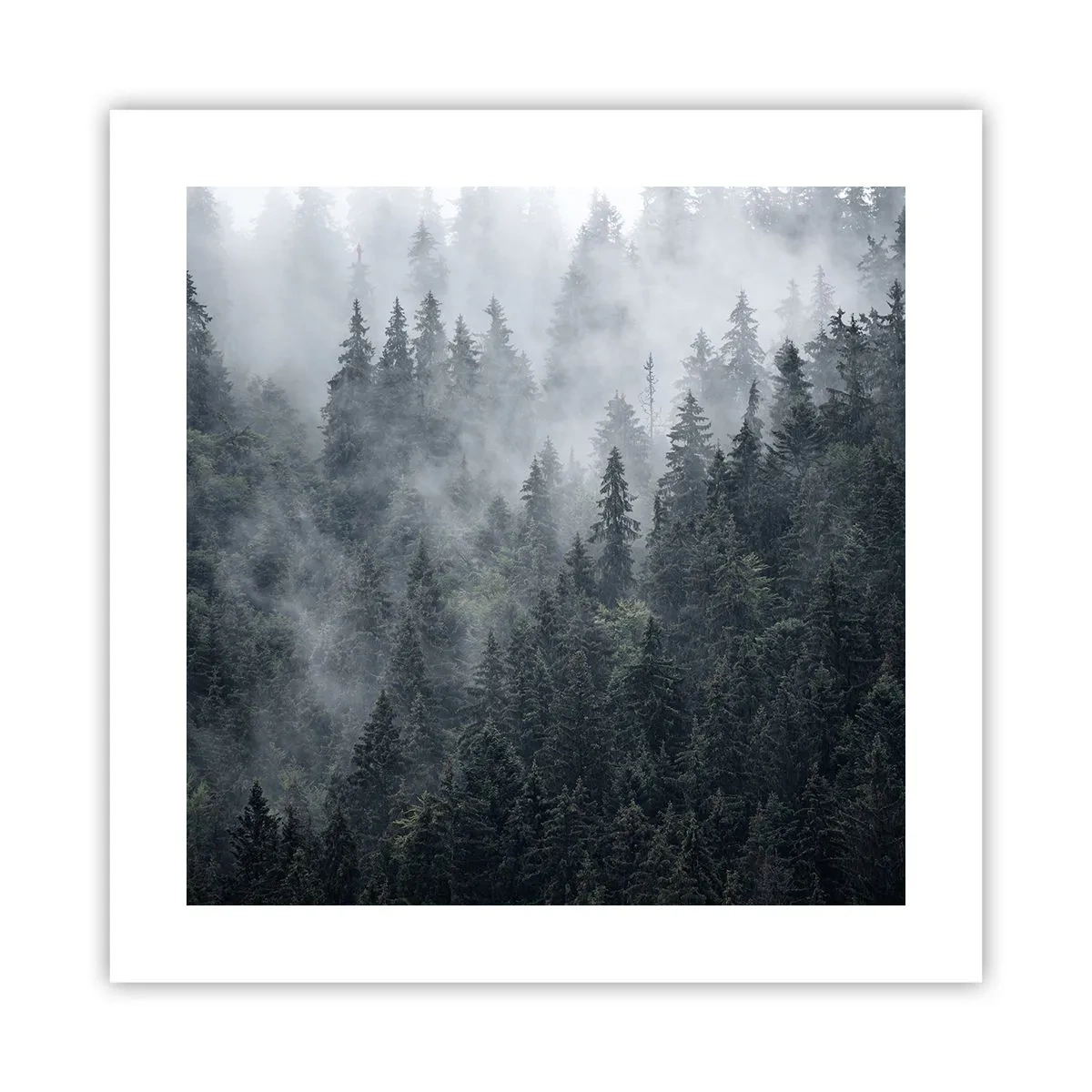 Póster - Amanecer en el bosque - 40x40 cm