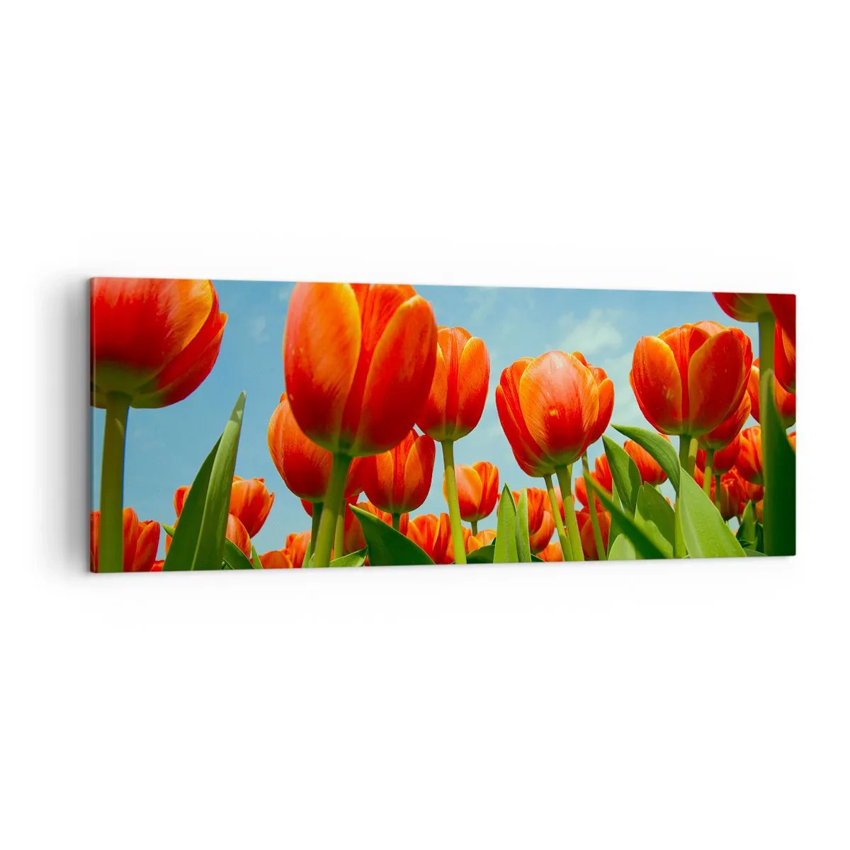 Cuadro sobre lienzo - Impresión de Imagen - Un campo de tulipanes rojos y naranjas contra un cielo azul. - 140x50cm - Excepto el cielo azul no necesitan nada en la vida - Decoración de pared moderna para salón y dormitorio ARTTOR