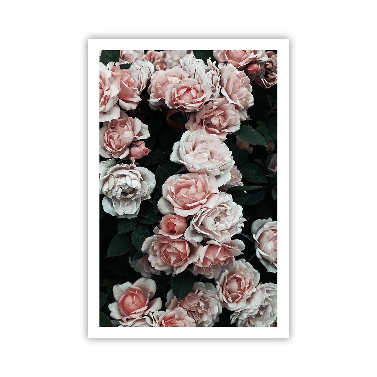 Póster - Conjunto de rosas - 61x91 cm