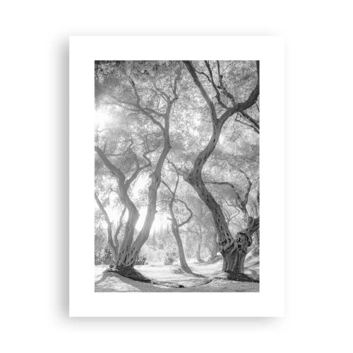 Póster - En un olivar - 30x40 cm