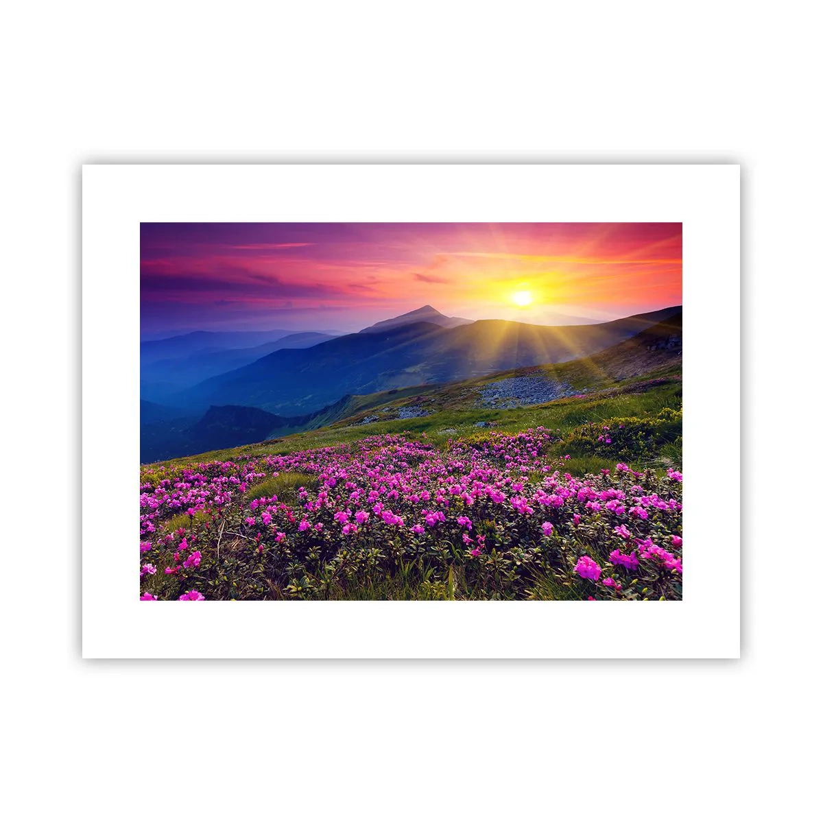 Póster - ... Y el aroma a hierbas está por todas partes - 40x30 cm