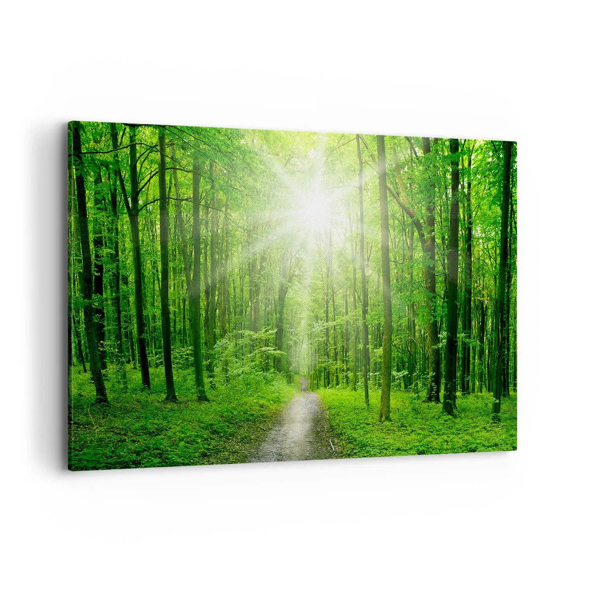 Cuadro sobre lienzo - Impresión de Imagen - Camino en el bosque con rayos de sol. - 120x80cm - Catedral verde - Decoración de pared moderna para salón y dormitorio ARTTOR