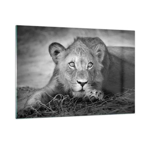 Cuadro sobre vidrio - Impresiones sobre Vidrio - Un cachorro de león en blanco y negro mirando a la cámara. - 120x80cm - Un cachorro real - Decoración de pared moderna para salón y dormitorio ARTTOR