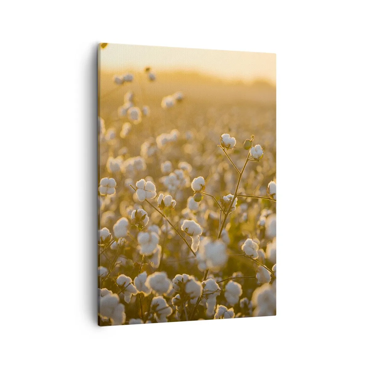 Cuadro sobre lienzo - Impresión de Imagen - Un campo de algodón bajo la cálida luz del sol poniente. - 50x70cm - Un campo esponjoso - Decoración de pared moderna para salón y dormitorio ARTTOR