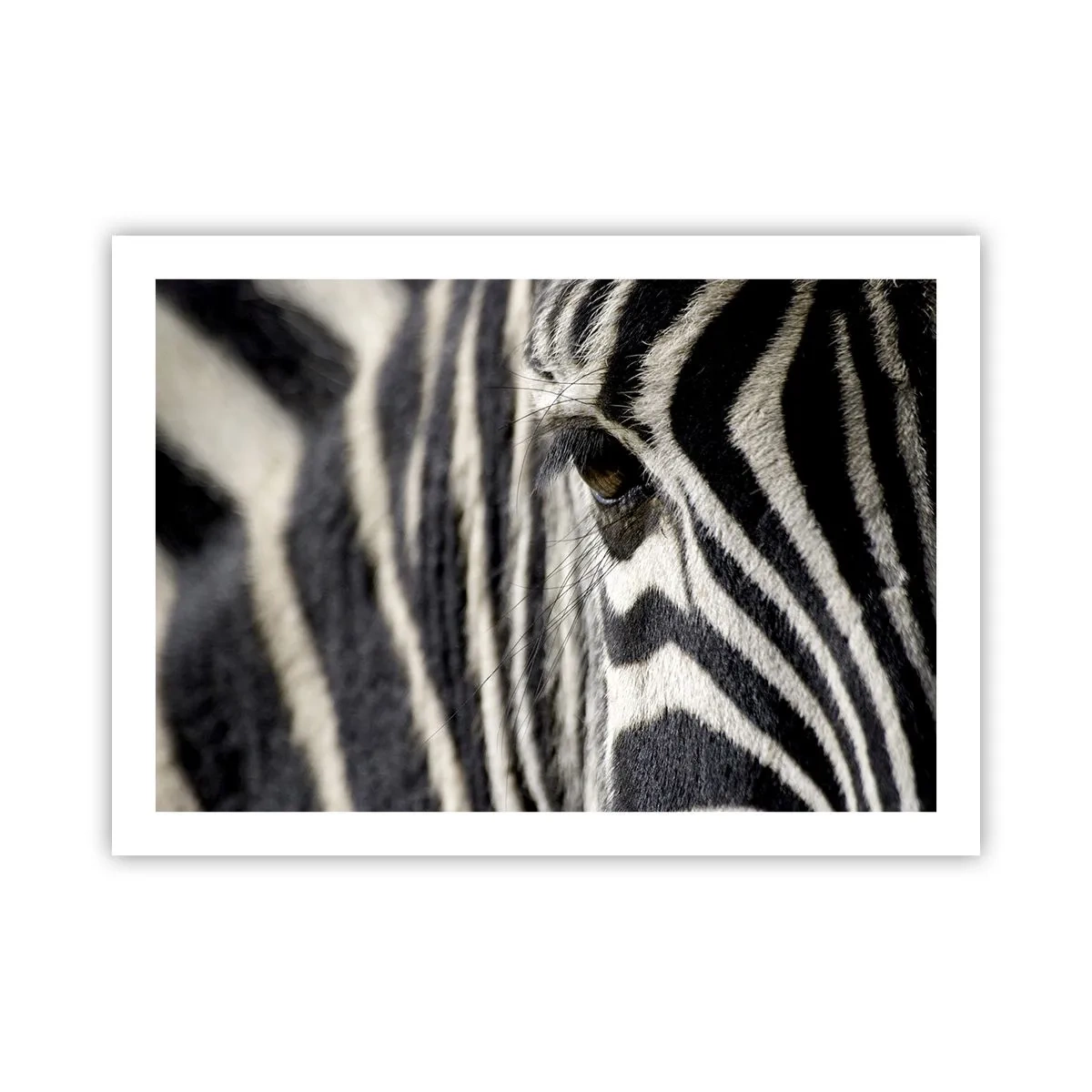 Póster - Retrato a rayas - 70x50 cm