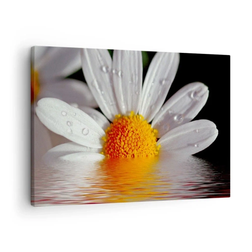 Cuadro sobre lienzo - Impresión de Imagen - Una margarita blanca con gotas de agua inmersas en un reflejo de agua. - 70x50cm - El sol naciente de una margarita - Decoración de pared moderna para salón y dormitorio ARTTOR
