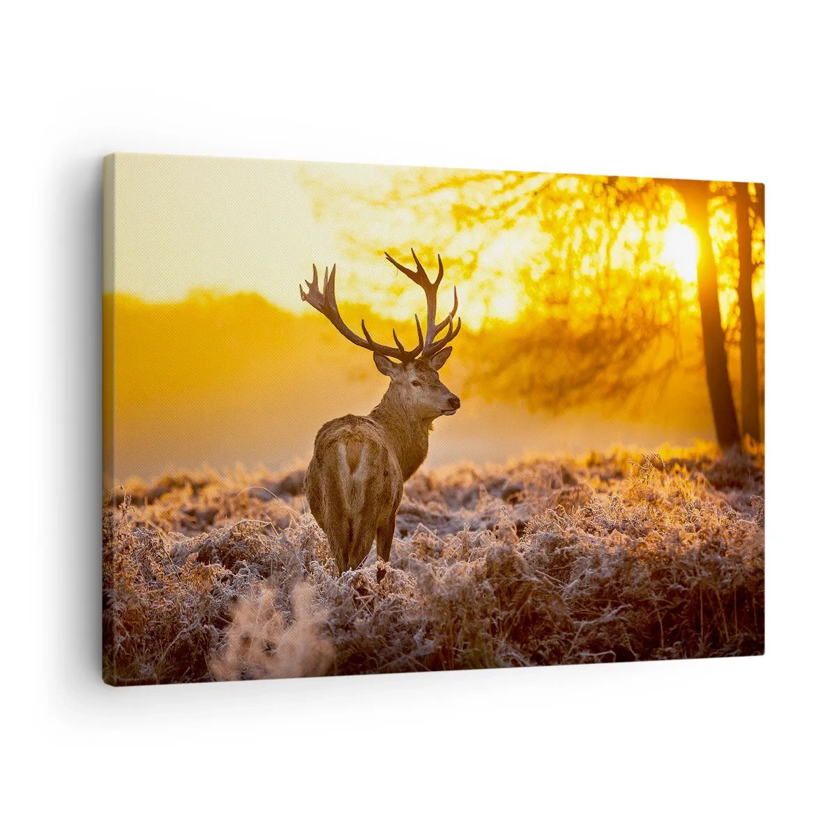 Cuadro sobre lienzo - Impresión de Imagen - Un ciervo con el telón de fondo de un bosque otoñal iluminado por el sol dorado. - 70x50cm - Rey del bosque de otoño - Decoración de pared moderna para salón y dormitorio ARTTOR