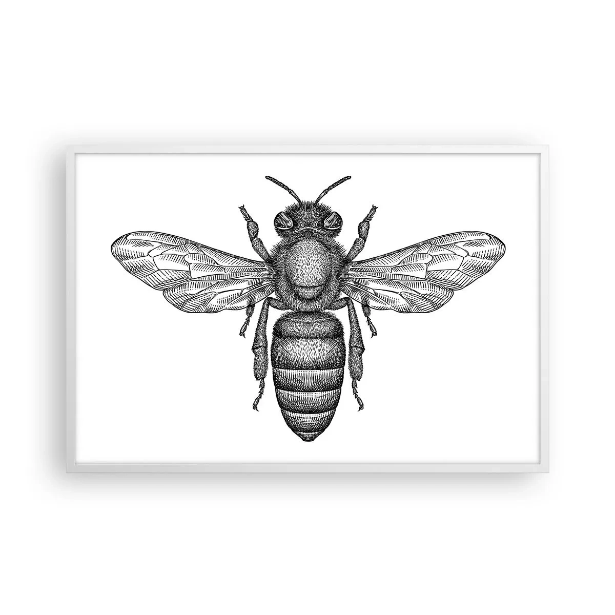 Póster en marco blanco - Retrato de insecto - 91x61 cm