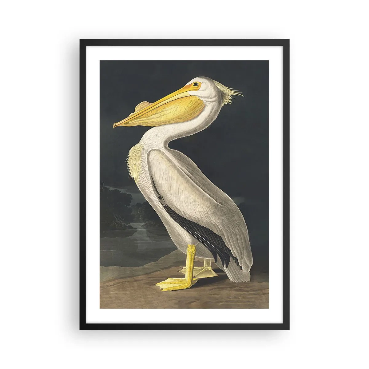 Póster en marco negro - Pelícano en una ilustración clásica sobre un fondo oscuro - 50x70cm - Con orgullo - Decoración de pared moderna para salón y dormitorio ARTTOR