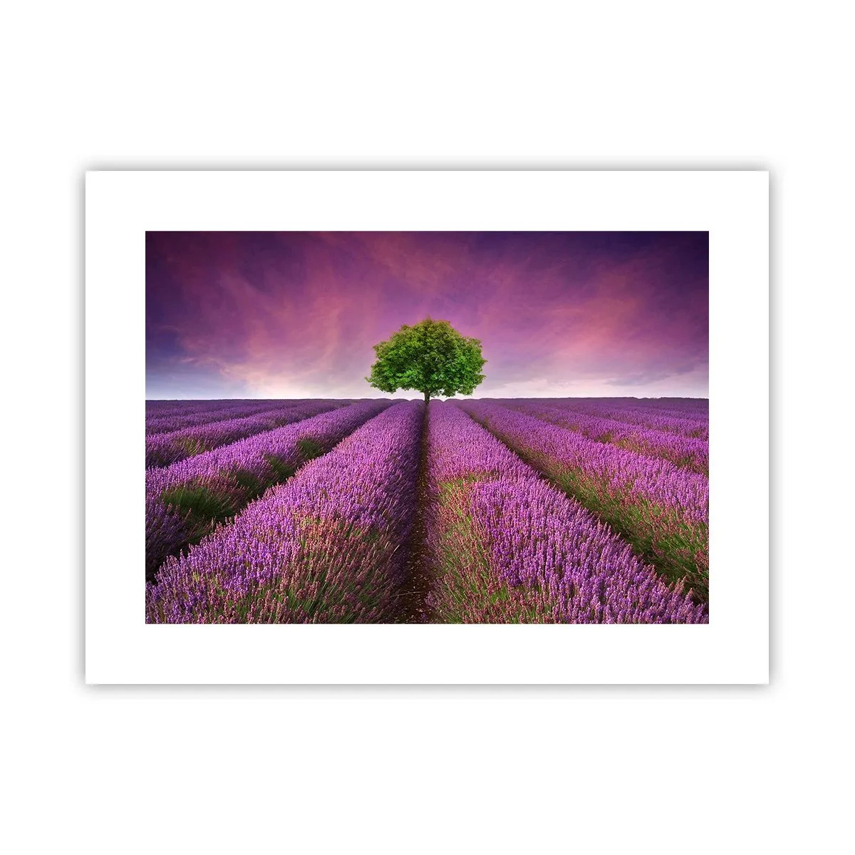 Póster - En los campos de lavanda - 40x30 cm