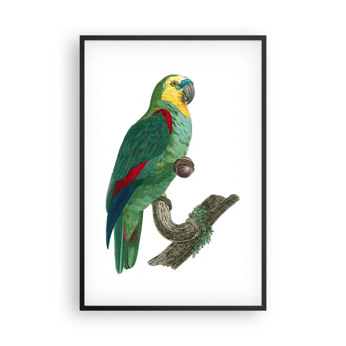 Póster en marco negro - Retrato de un loro - 61x91 cm
