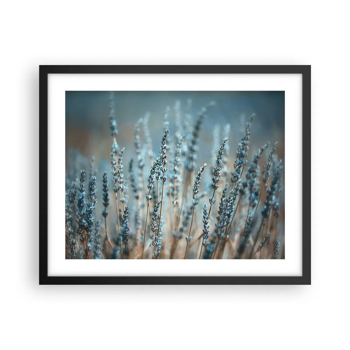 Póster en marco negro - Fragante pasto - 50x40 cm