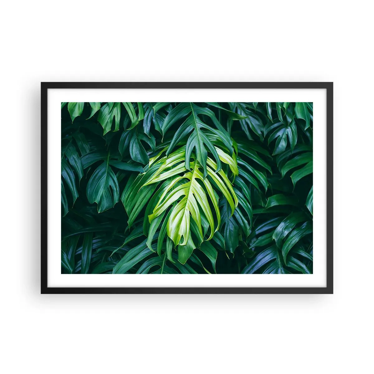 Póster en marco negro - Hojas verdes en un denso arreglo tropical. - 70x50cm - Sumérjase en la frescura - Decoración de pared moderna para salón y dormitorio ARTTOR